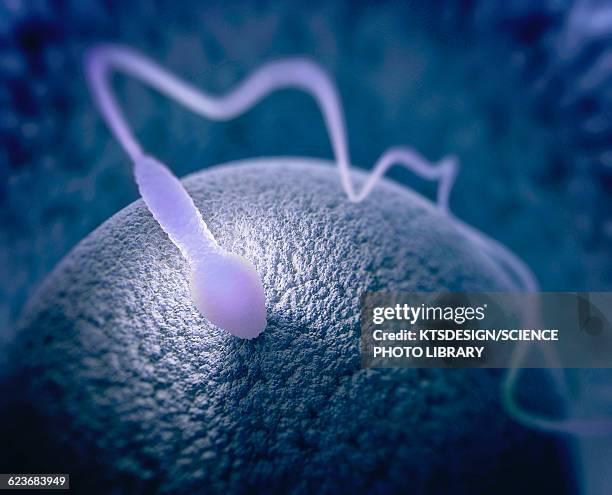 human sperm and egg - human sperm and ovum stock illustrations