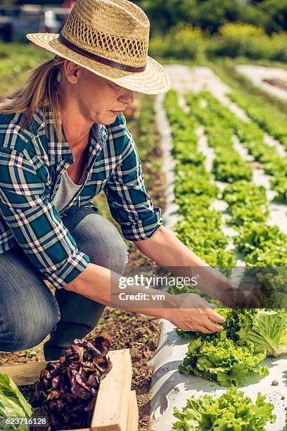 landwirtin erntet salat - woman kneeling stock-fotos und bilder