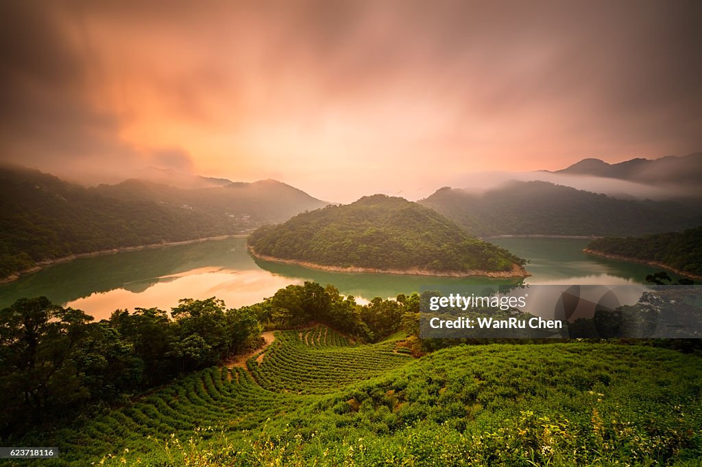 Tea plantations near by Feitsui Reservoir