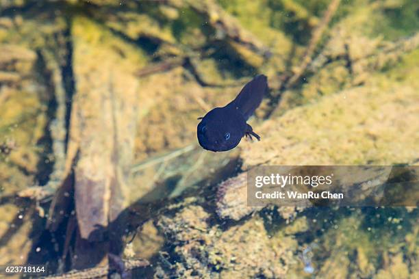 tadpoles, ten, weeks, 10 - renacuajo fotografías e imágenes de stock