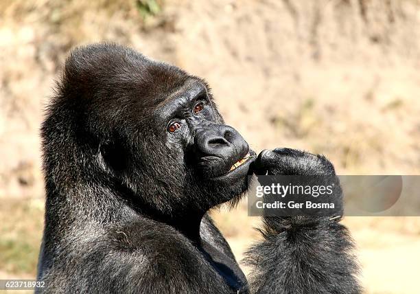 silverback gorilla portrait - gorilla stock pictures, royalty-free photos & images