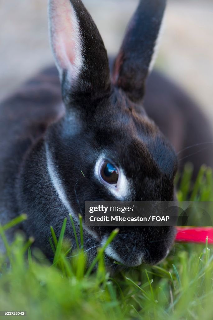 Dwarf rex rabbit