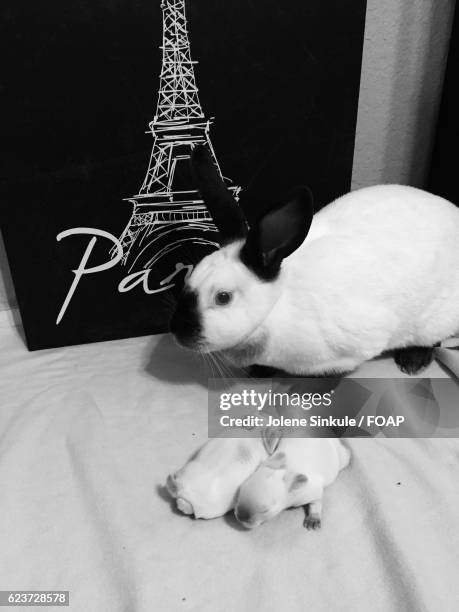 Hey Jolene Over Rabbit Jolene Photos and Premium High Res Pictures - Getty Images