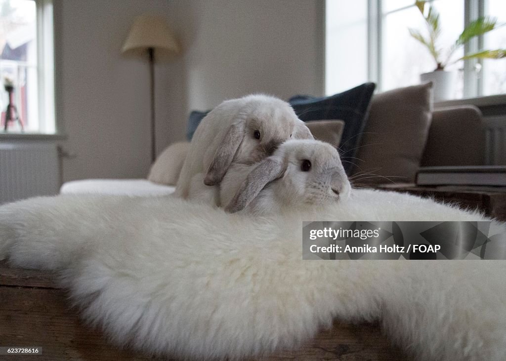 Mating Rabbits High-Res Stock Photo - Getty Images