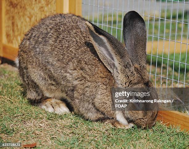 flemish giant rabbit - giant rabbit photos et images de collection