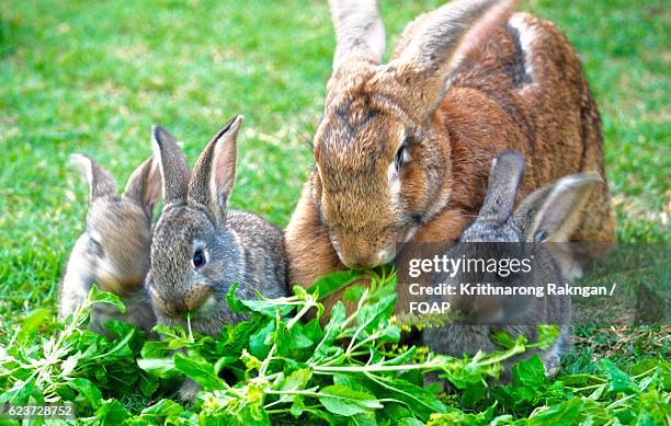 flemish giant rabbit family - giant rabbit photos et images de collection