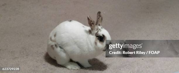 133 Kit Riley Stock Photos, High-Res Pictures, and Images - Getty Images