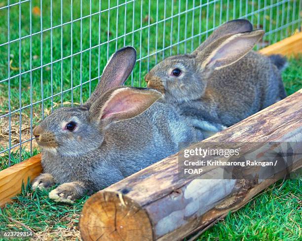 two flemish giant rabbits in garden - giant rabbit photos et images de collection