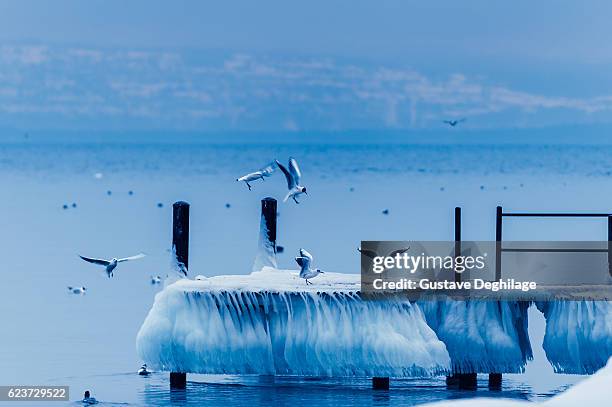 seagull and ice on lake geneva - canton-de-vaud photos et images de collection