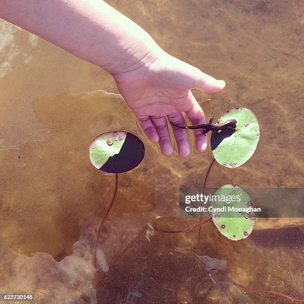 newt on lily pads - newt stock pictures, royalty-free photos & images