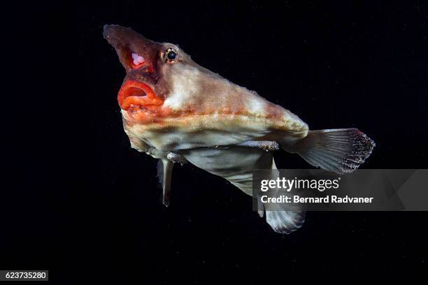 red-lipped batfish swimming - anglerfish stock pictures, royalty-free photos & images