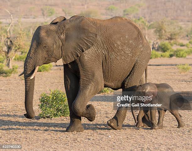 baby newborn elephant with mother elephant - female animal stock pictures, royalty-free photos & images