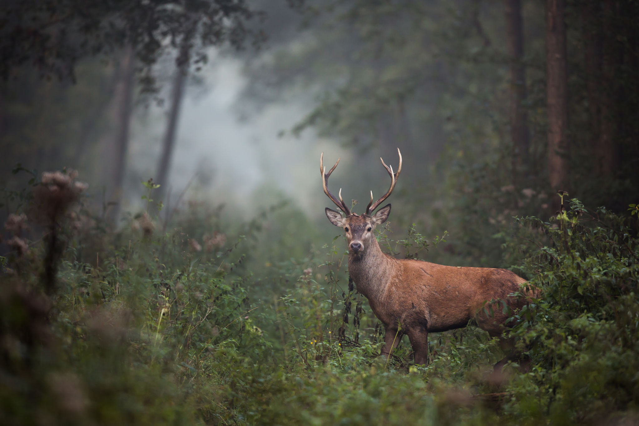 autumn wildlife