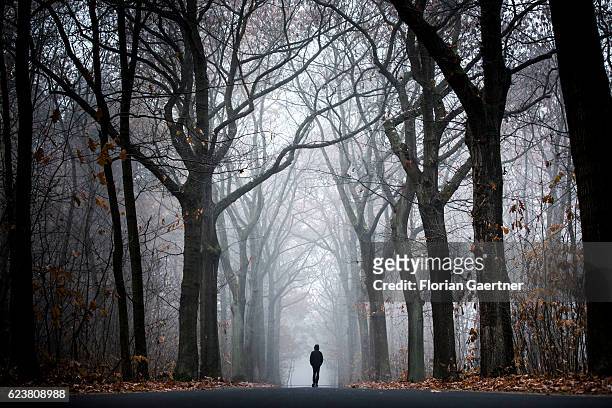 Man walks through a forest at a foggy morning on November 13, 2016 in Jaenkendorf, Deutschland.