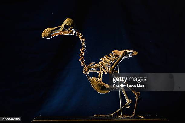 The Summers Place Dodo is displayed ahead of it's auction, during a press preview on November 17, 2016 in Billingshurst, England. The skeleton dates...