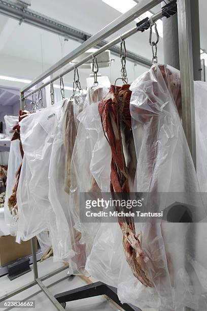Parts of plastinated human bodies stand on shelves during a plastination process by the 10th anniversary celebration of Gubener Plastinate GmbH, the...