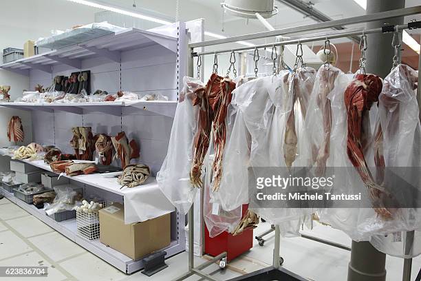 Parts of plastinated human bodies stand on shelves during a plastination process by the 10th anniversary celebration of Gubener Plastinate GmbH, the...