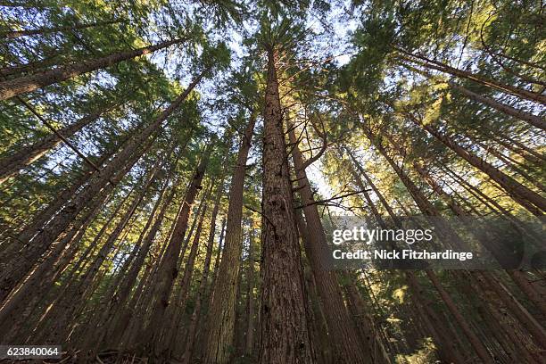 looking up at sunlight piercing through a douglas fir tree filled forest, british columbia, canada - douglas fir stock pictures, royalty-free photos & images