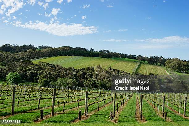 australian vineyard in spring, mornington peninsula, victoria - mornington peninsula stockfoto's en -beelden