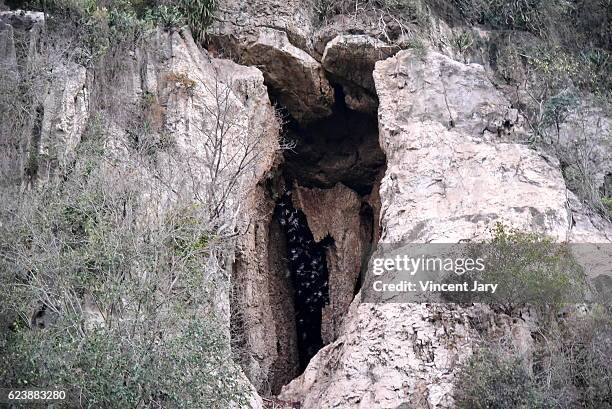 bracken cave bats cambodia - bracken stock pictures, royalty-free photos & images