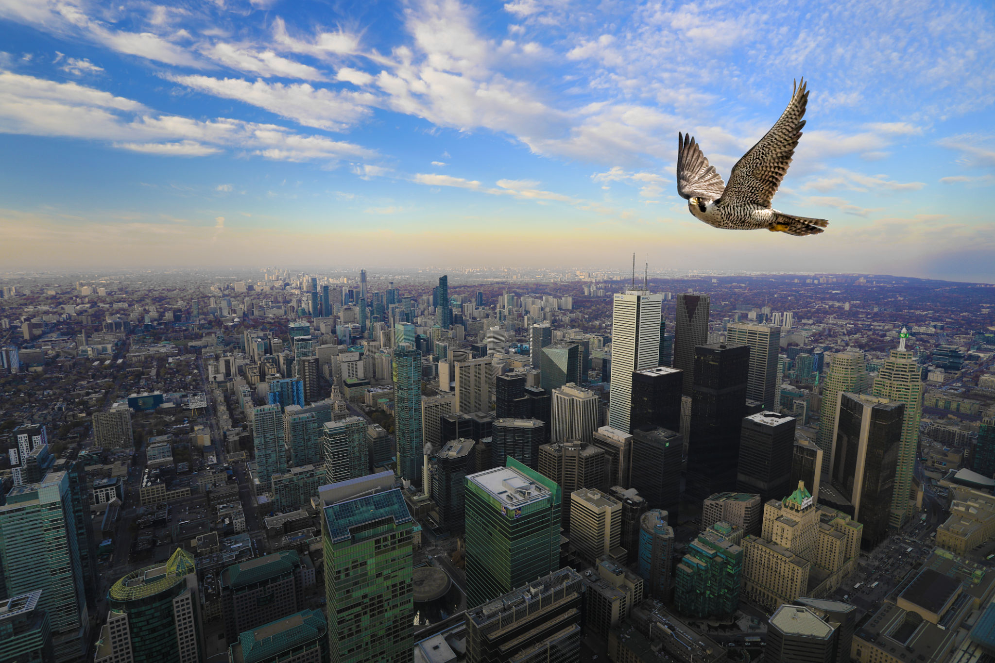 urban birds
