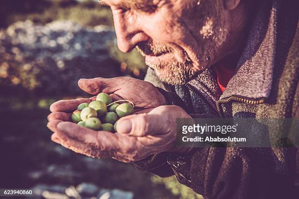 uomo caucasico senior con manciata di olive, brac, croazia, europa - olive tree foto e immagini stock
