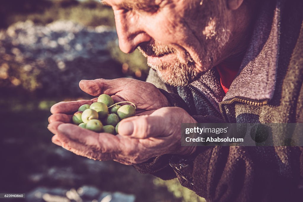 Senior Caucasian Man with Handful of Olives, Brac, Croatia, Europe