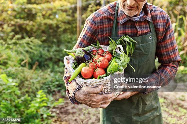 unkenntlich erkennbarer landwirt, der korb mit gemüse trägt - tomato harvest stock-fotos und bilder