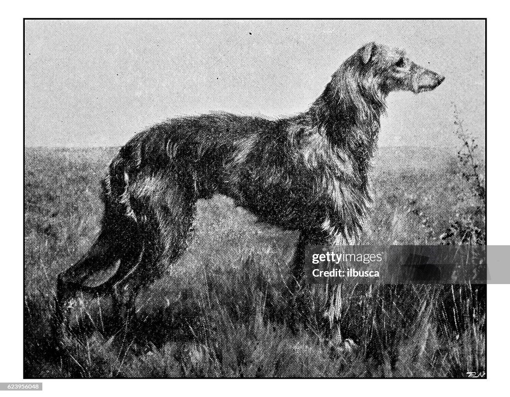 Antique dotprinted photograph of dog: Deerhound