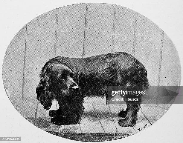 antique dotprinted photograph of dog: field spaniel - spaniel stock illustrations