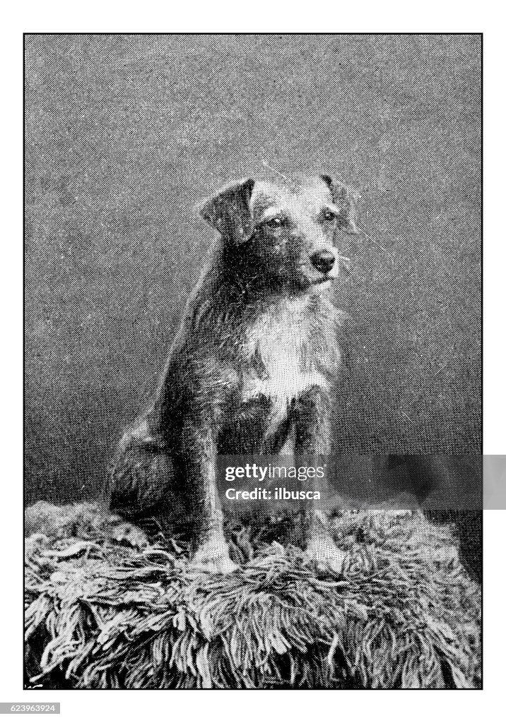 Antique dotprinted photograph of dog: Border terrier