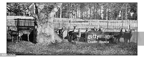 antique dotprinted photograph of hobbies and sports: deer paddocks - paddock stock illustrations