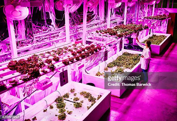 biological engineer in pink led greenhouse - environmental control stock pictures, royalty-free photos & images