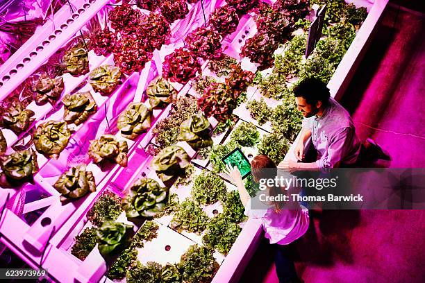 urban farmers taking photo of lettuce crop - ibrido foto e immagini stock