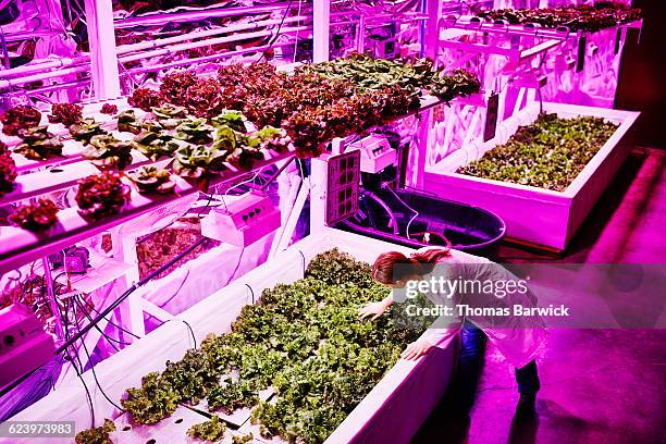 biological engineer in pink led greenhouse - sci fi food stockfoto's en -beelden