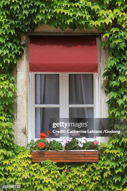 window - lierre stock pictures, royalty-free photos & images