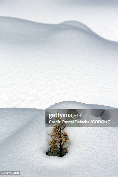 fresh snow and young plant - sapin neige stockfoto's en -beelden