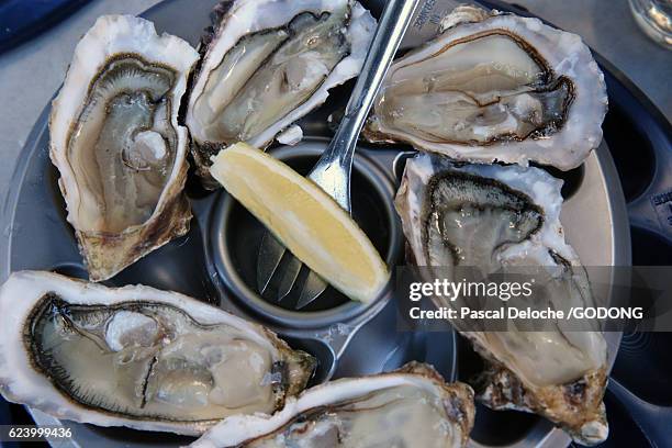 sea food - fraicheur stockfoto's en -beelden