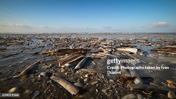 the seaside at low tide - sea shells stock pictures, royalty-free photos & images