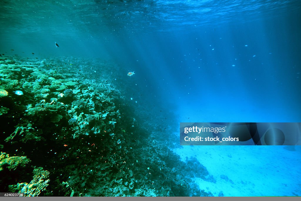 Undersea background