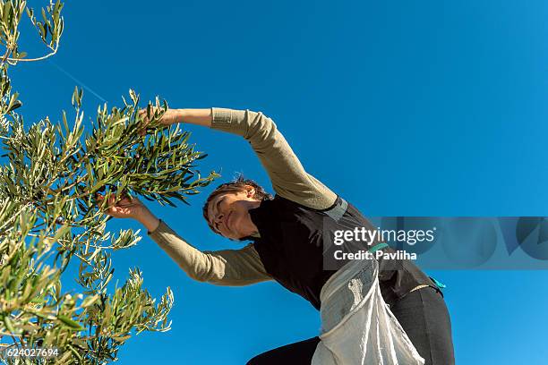 mujer madura cosechando aceitunas en brac, croacia, europa - olive orchard fotografías e imágenes de stock