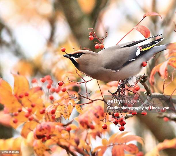 waxwing - seidenschwanz vogelart stock-fotos und bilder