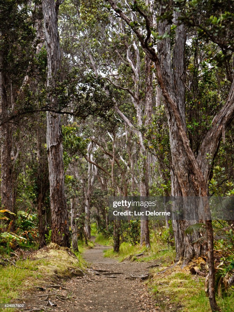 Ohia Trees at Hawaii Volcanoes National Park