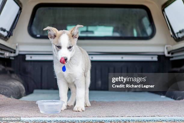 thirsty puppy - whitehorse imagens e fotografias de stock