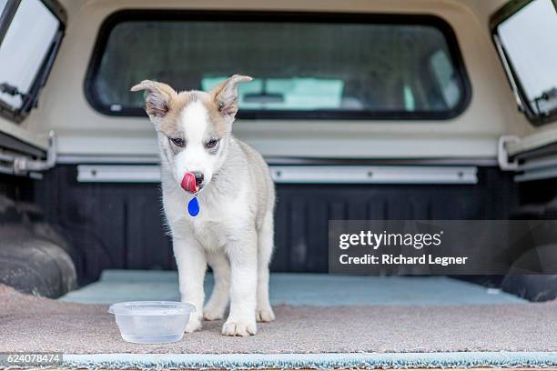 thirsty puppy - whitehorse - fotografias e filmes do acervo