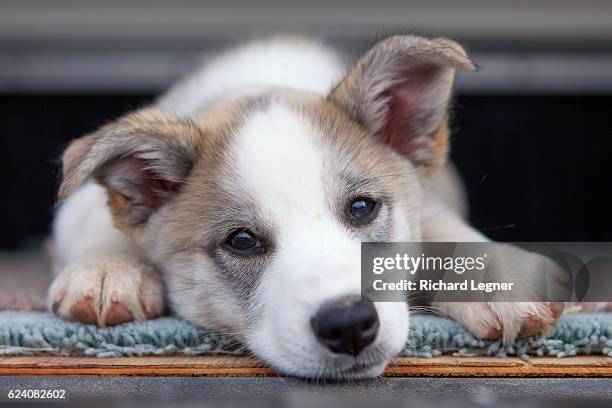 tired puppy - whitehorse stock pictures, royalty-free photos & images