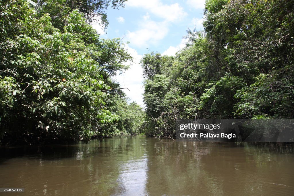 Virgin tropical rainforests of French Guiana