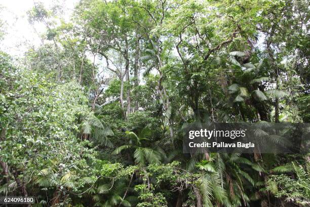 The lush virgin rain forests. French Guiana is haven for plants and animals with ninety percent of the area under tropical rainforests, the country...