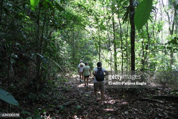 Hikers exploring the rain forest . French Guiana is haven for plants and animals with ninety percent of the area under tropical rainforests, the...