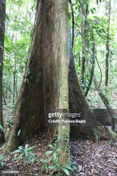 The massive buttresses or extended root like parts of the tree trunk that support the giant trees. French Guiana is haven for plants and animals with...